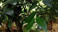 Atherosperma moschatum