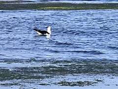 Larus pacificus
