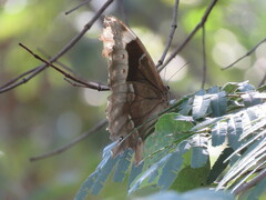 Morpho menelaus coeruleus