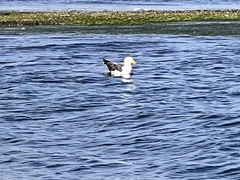 Larus pacificus