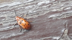 Crioceris duodecimpunctata