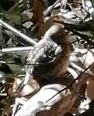 Eopsaltria australis