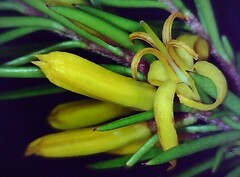 Persoonia hindii