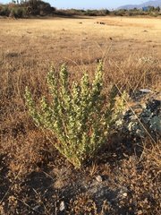 Atriplex repanda