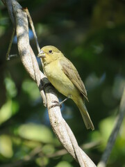 Sporophila
