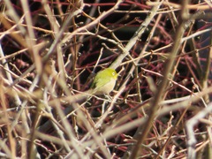 Zosterops japonicus