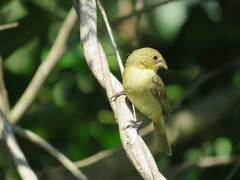 Sporophila