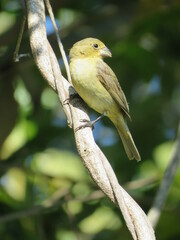 Sporophila