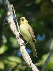 Sporophila
