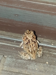 Platyplectrum ornatum