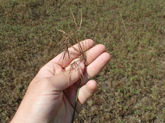 Cyperus articulatus