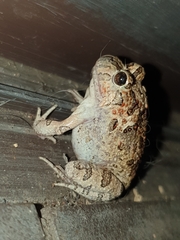 Platyplectrum ornatum