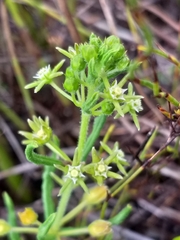 Aspidoglossum heterophyllum
