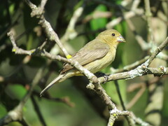 Sporophila