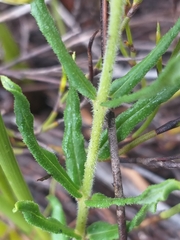 Aspidoglossum heterophyllum