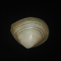 Macoma incongrua