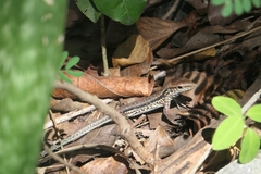 Ameiva tobagana
