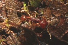 Labidus