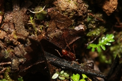 Labidus