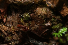 Labidus