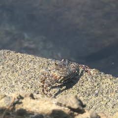 Grapsus