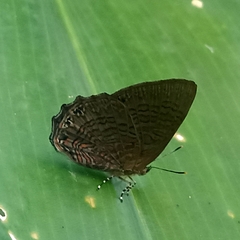 Poritia sumatrae