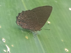 Poritia sumatrae