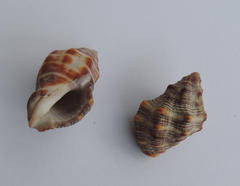 Stramonita biserialis