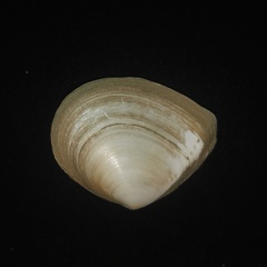 Macoma incongrua