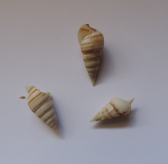 Pyramidella dolabrata