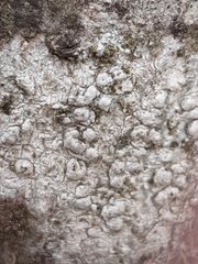 Pertusaria pertusa