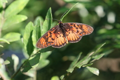 Acraea petraea