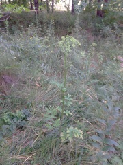 Heracleum sphondylium sibiricum