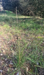 Brachypodium pinnatum