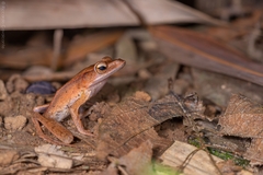 Clinotarsus penelope