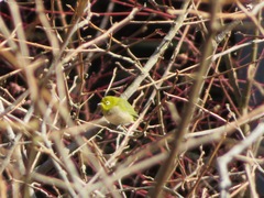 Zosterops japonicus