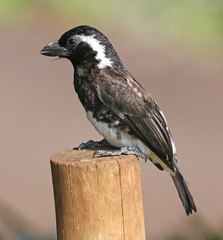 Stactolaema leucotis