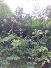 Angelica archangelica