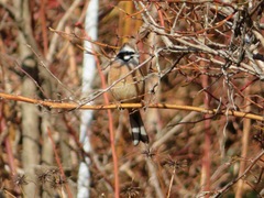 Emberiza cioides