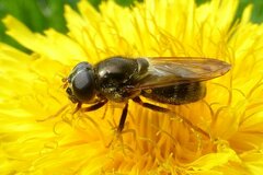 Cheilosia canicularis