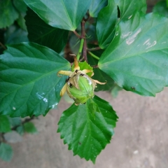 Lasius