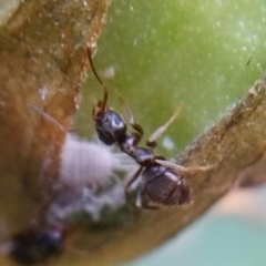 Lasius