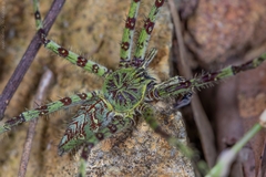 Heteropoda boiei
