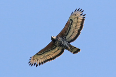 Stephanoaetus coronatus