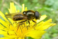 Cheilosia canicularis