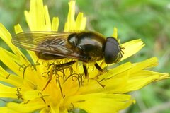 Cheilosia canicularis