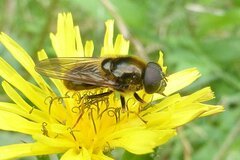 Cheilosia canicularis