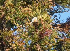 Sittiparus varius