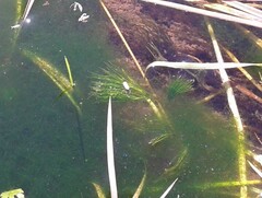 Ranunculus kauffmannii