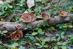 Microporus xanthopus